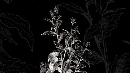 Nicotiana: Das Nachtschattengewächs, das die Sonne braucht