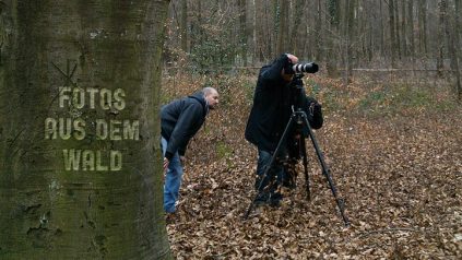 Fotos aus dem Wald