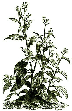 Illustration einer Tabakpflanze