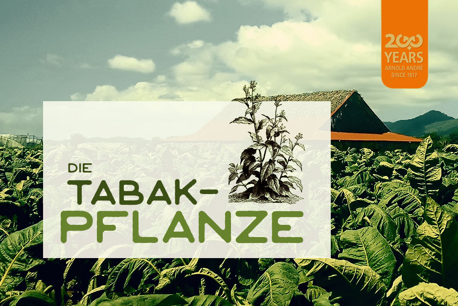 Tabakpflanze Arten Und Anbau