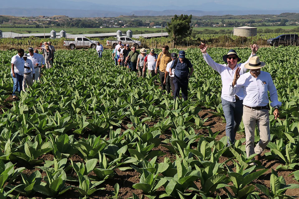 Besuch der Tabakfelder in der Dominikanischen Republik.